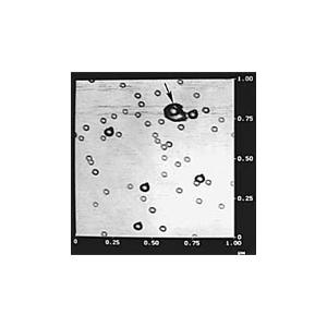 AFM Gold Calibration Kit - Systems for Research