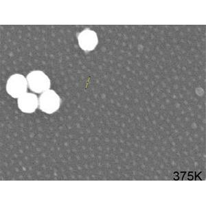 AuSome™ Dual Size Gold Particles Standard - Systems for Research